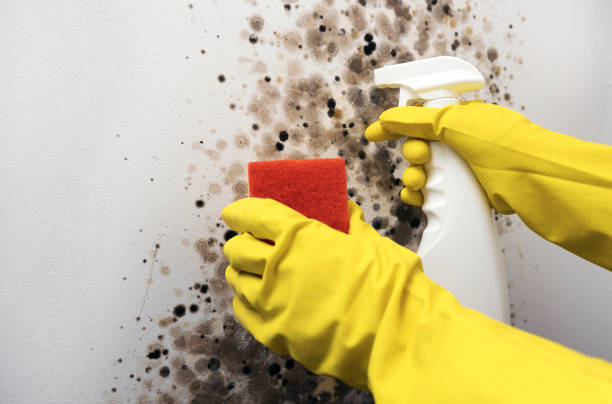 Best Residential Mold Remediation in Kenner, LA